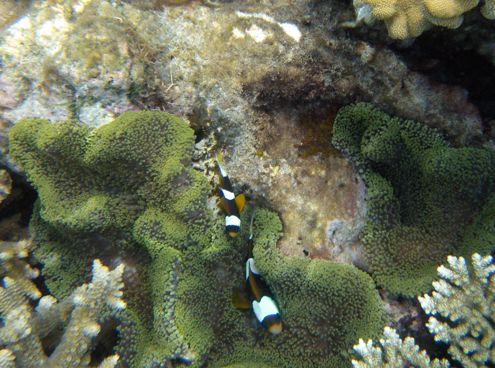 Barrier Reef Anemonefish (Amphiprion akindynos)