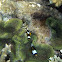 Barrier Reef Anemonefish (Amphiprion akindynos)