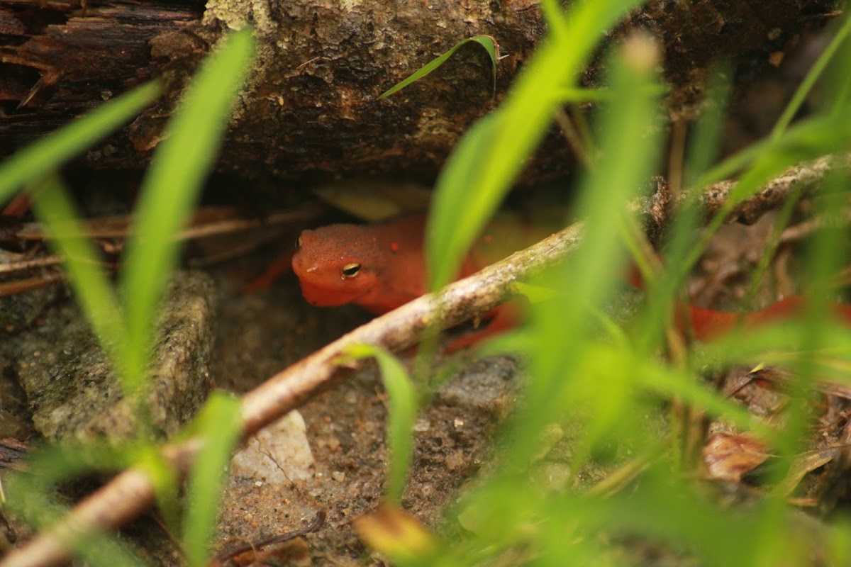 Red-Spotted Newt (Eft)