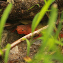 Red-Spotted Newt (Eft)