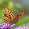 Silver-washed Fritillary (male)