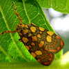 Lithosiinid tigermoth