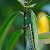Caterpillar of the Plain Tiger