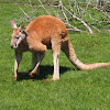Red Kangaroo (male)