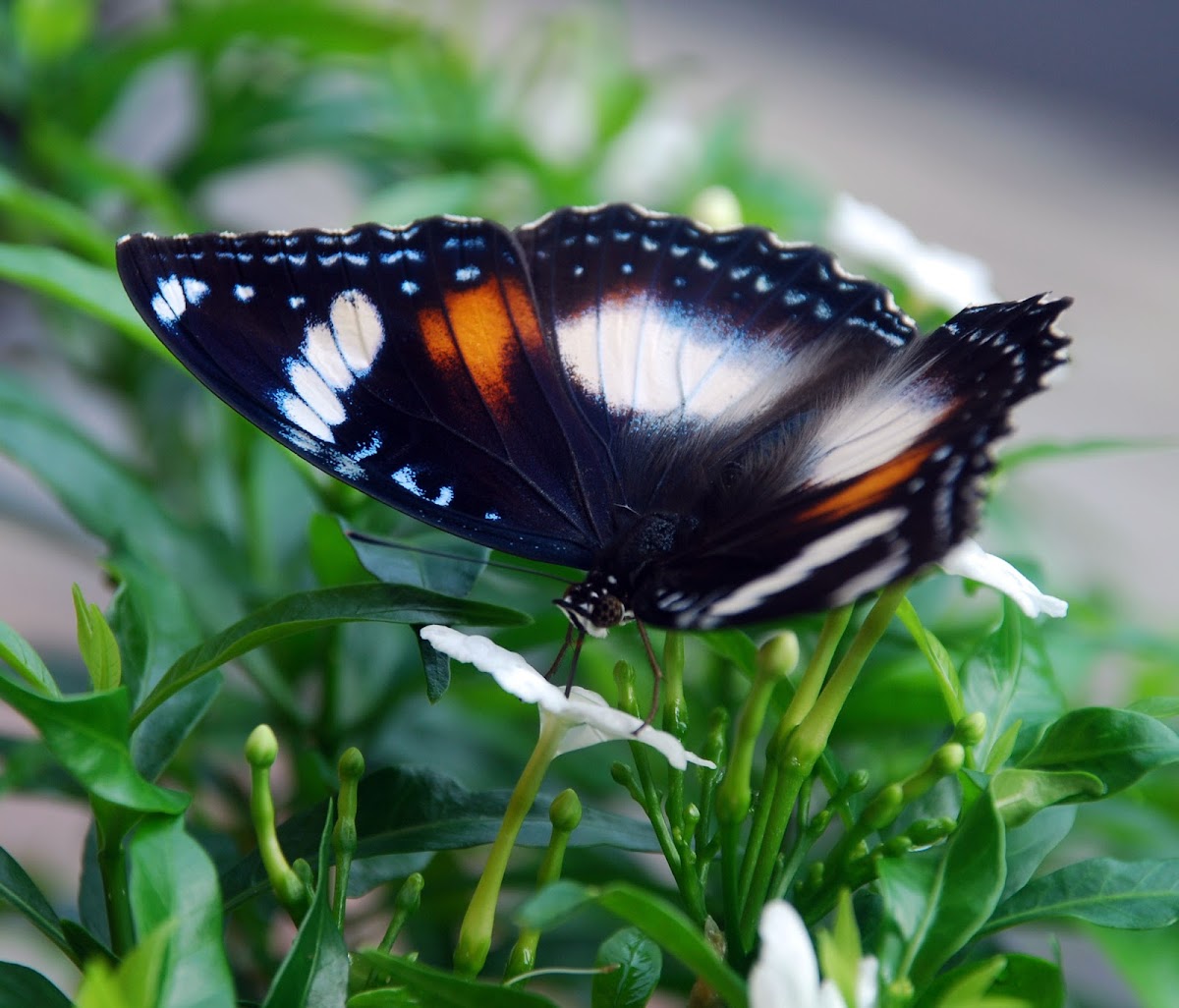 Java Butterfly