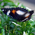 Java Butterfly