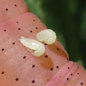 Parasitoid Larvae