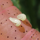 Parasitoid Larvae