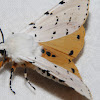 Salt Marsh Moth - Hodges#8131