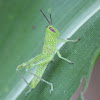 Giant Grasshopper nymph