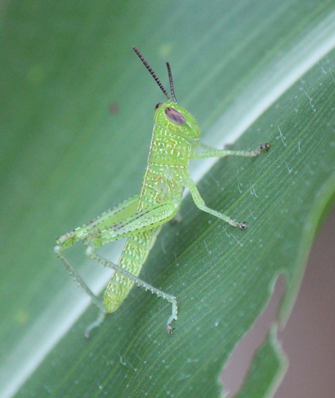 Giant Grasshopper nymph