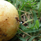 Leafcutter ant (Saúva)