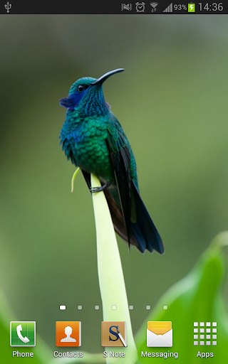 【免費個人化App】Amazing Hummingbirds Wallpaper-APP點子