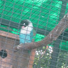 Masked Lovebird (Blue colour mutation)