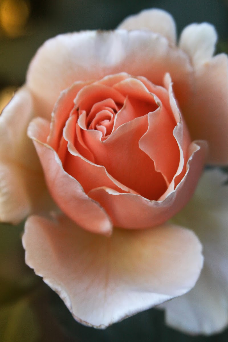 Rose (Honey Perfume)