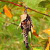 Bagworm moth Case
