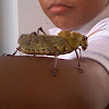 Locust - Langosta