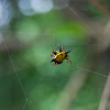 Hasselt's spiny-backed Orb weaver