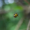 Hasselt's spiny-backed Orb weaver