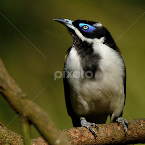by RJ Photographics - Novices Only Wildlife