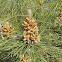 Eldarica or Afgan Pine