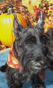 How to install Scottish Terriers Wallpapers lastet apk for android