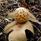 Speckled Gall Wasp