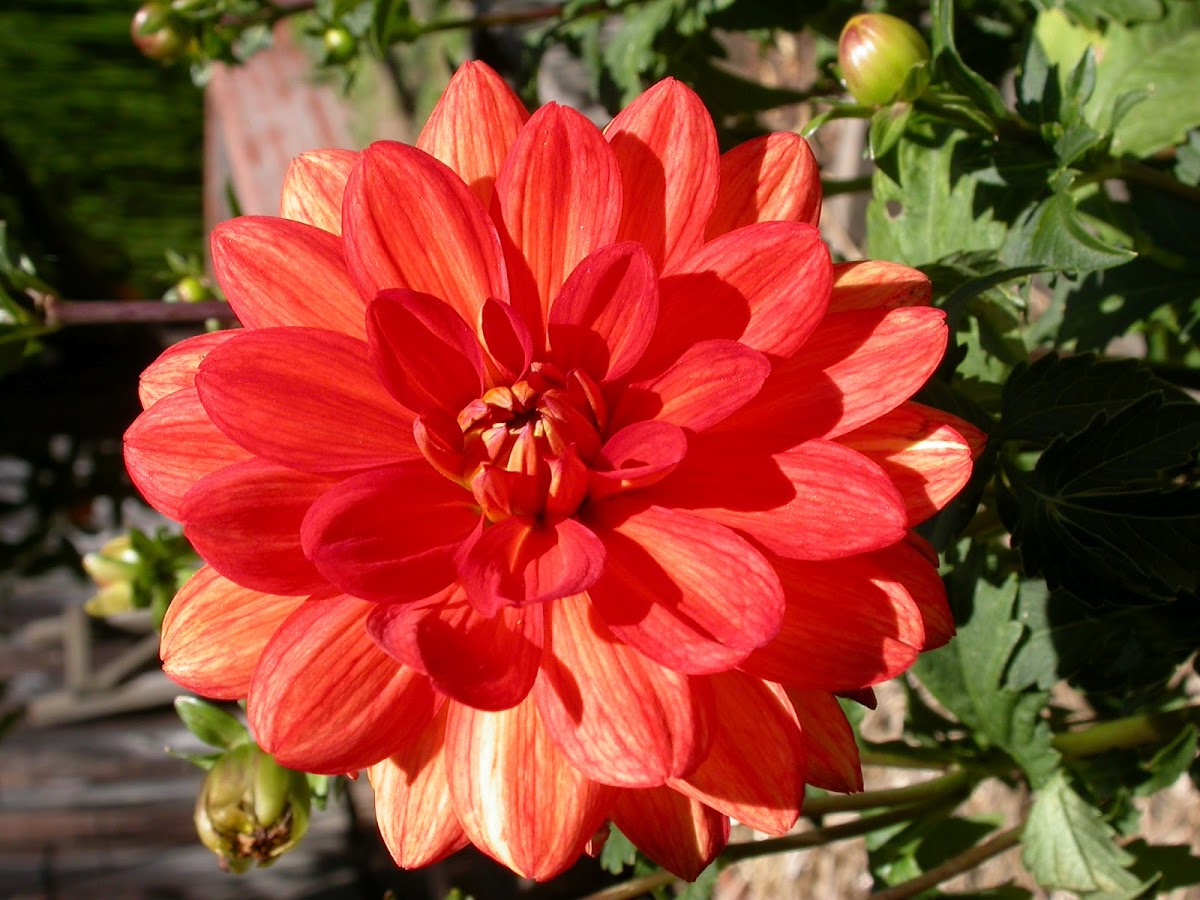 Dahlia