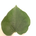 Redbud Leaf