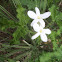 Texas Bullnettle