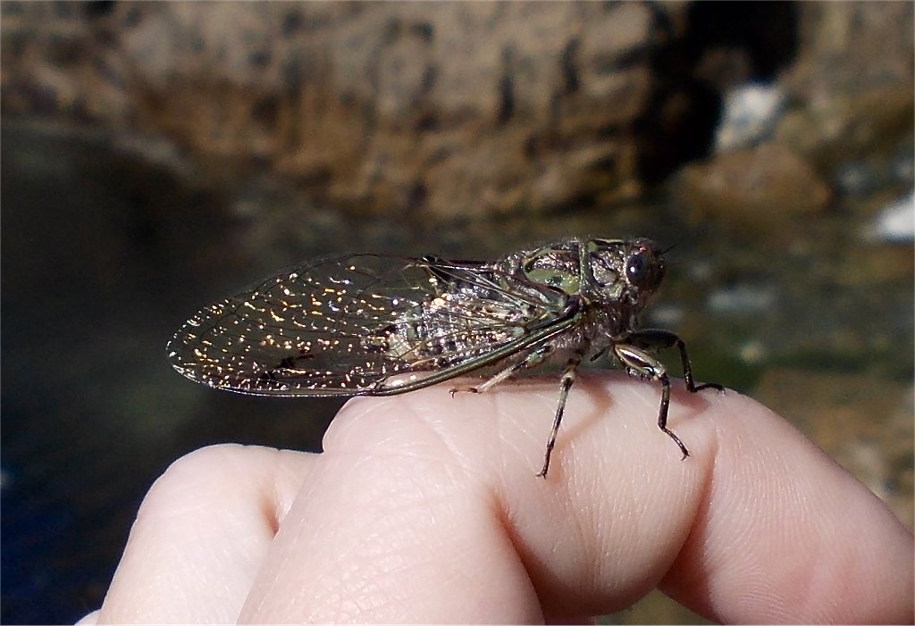 NZ chorus cicada