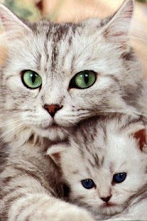 Cat Wallpaper Screenshots 0