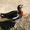 Red-breasted Goose