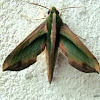 Green Pergesa Hawkmoth