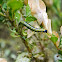 Box Tree Moth