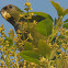 Scaly-headed Parrot