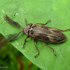 Cidar beetle