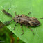 Cidar beetle