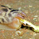 Leopard Slug,Lesma