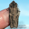 Grote's Pinion Moth