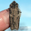 Grote's Pinion Moth