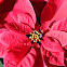 poinsettia