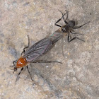 Bibionid flies (♀♂)