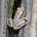 bronze frog