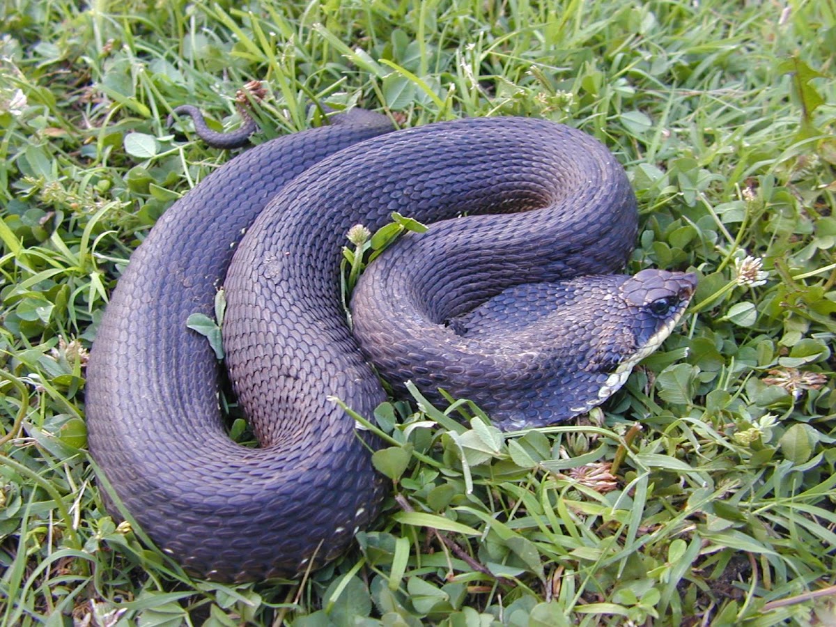 Eastern hog-nosed snake (melanistic female)