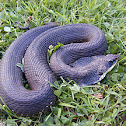 Eastern hog-nosed snake (melanistic female)