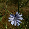 Chicory