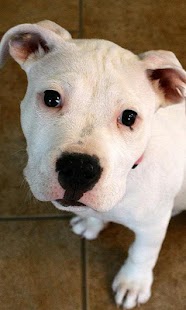 How to download American Bulldog Puzzle 1.0 apk for laptop