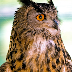 Owl portrait by Jason Lovell - Animals Birds