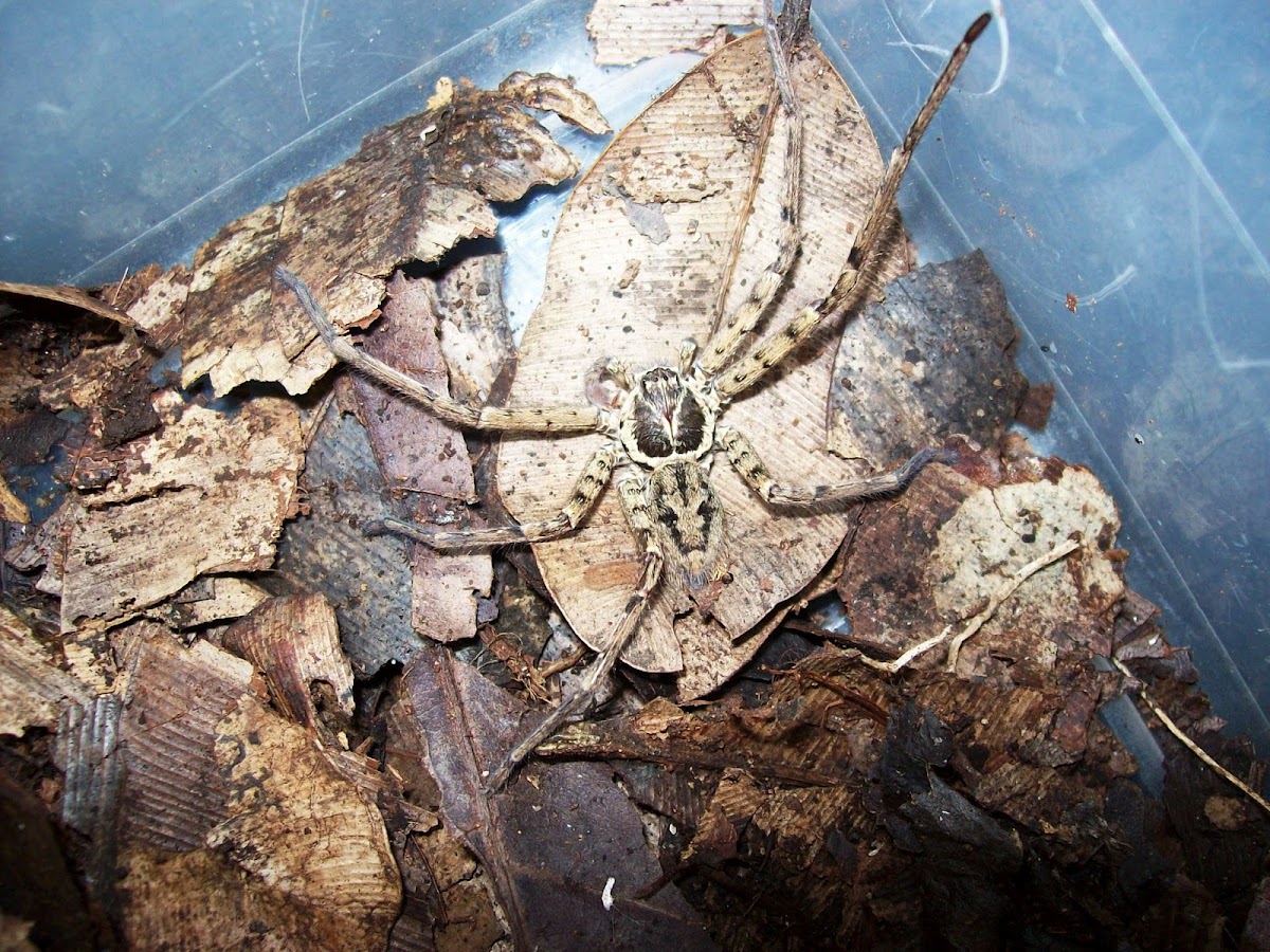Araña marrón (Brown Huntsman spider)